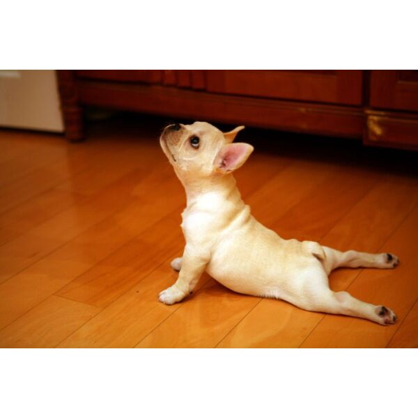 Upward Dog Thumbnail