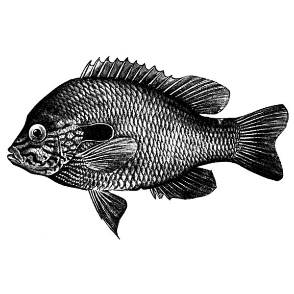 long eared sunfish Thumbnail