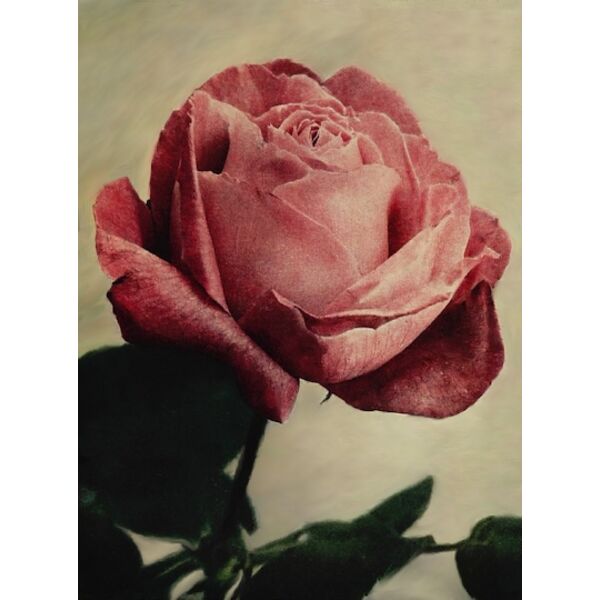 pink rose4 Thumbnail