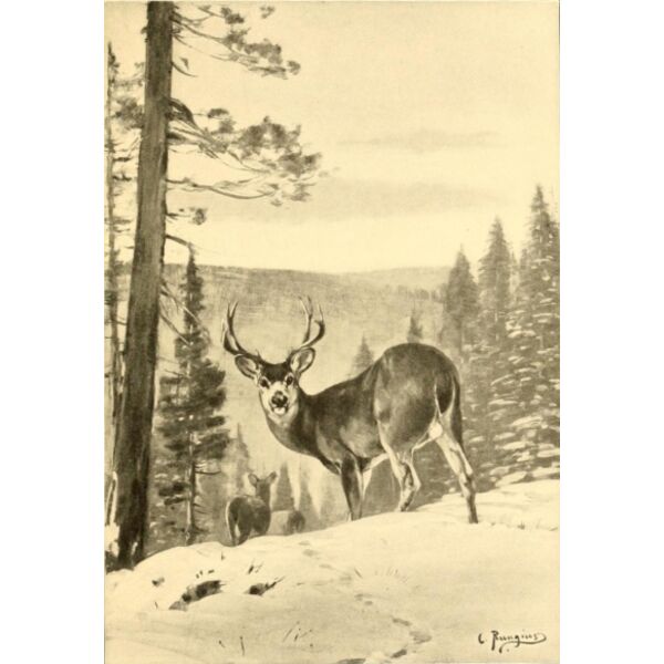 deer rungius Thumbnail